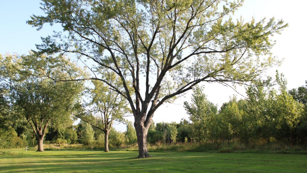 A serene landscape featuring tall trees and a well-maintained green lawn under a bright sky.