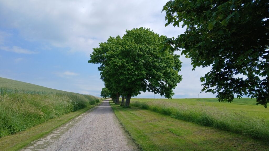 Peaceful rural road with lush green trees under a clear sky.
